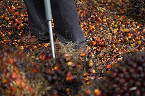 Palm oil